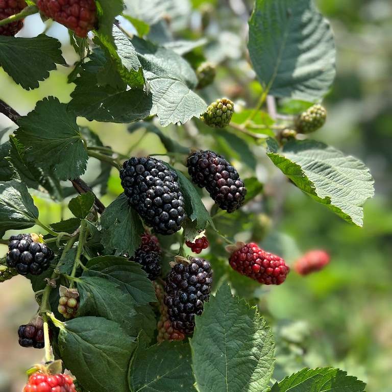 Fresh blackberries from Iron Gate Berry Farm